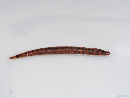 Borneo loach