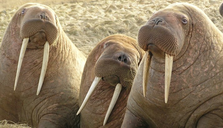 Morsa (Odobenus rosmarus) · NaturaLista Colombia