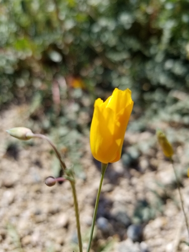 Image of Joshua Tree Poppy (Eschscholzia androuxii) by no rights reserved