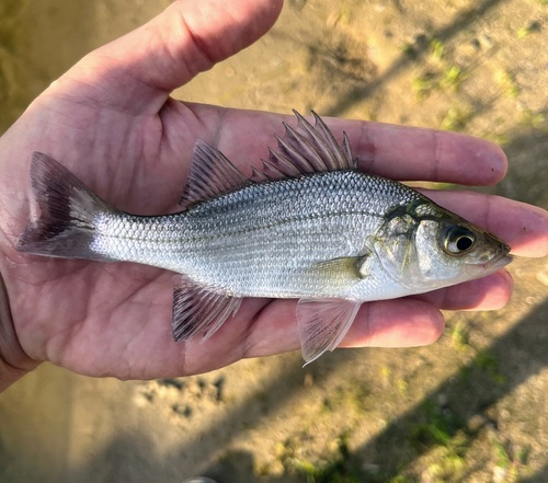White perch (Morone americana) — Moronidae — 2