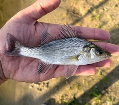 White Perch photo 4
