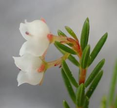Erica tenuis