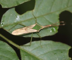 Homoeocerus angulatus