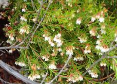 Erica tenuis
