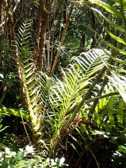 Blechnum chilense