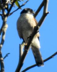 Accipiter tachiro tachiro