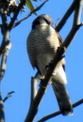 Accipiter tachiro tachiro