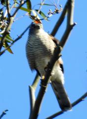 Accipiter tachiro tachiro