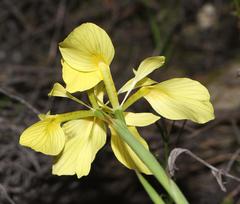 Moraea thomasiae