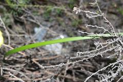 Moraea thomasiae