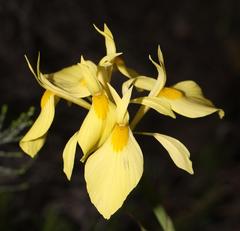 Moraea thomasiae