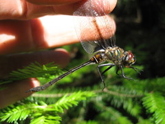 Somatochlora franklini