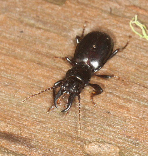 Straight-jawed Pedunculate Ground Beetle photo 2