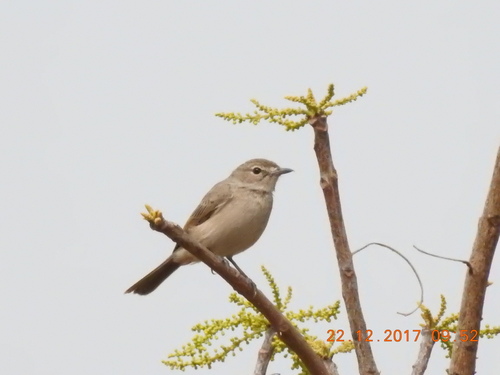 Pale Flycatcher