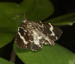 Trichodezia californiata