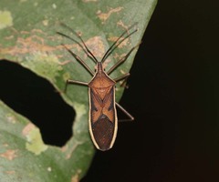 Homoeocerus