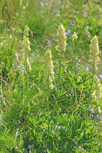 Image of Aconitum lamarckii by (c) Christoph Moning, some rights reserved (CC BY)