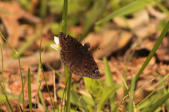 Erynnis juvenalis