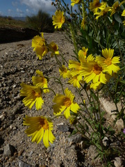 Monolopia lanceolata