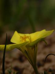 Moraea galaxia
