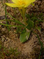 Moraea galaxia