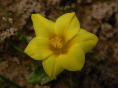 Moraea galaxia