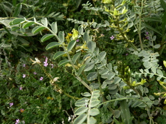 Astragalus lentiginosus nigricalycis