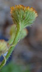 Pulicaria scabra