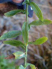 Pulicaria scabra