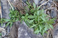 Pulicaria scabra