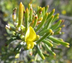 Aspalathus burchelliana