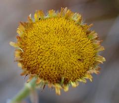 Pulicaria scabra