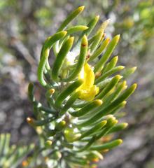 Aspalathus burchelliana