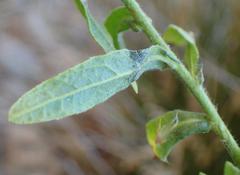 Pulicaria scabra