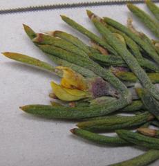 Aspalathus burchelliana