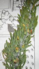 Aspalathus burchelliana