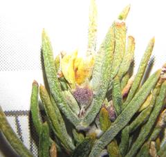 Aspalathus burchelliana