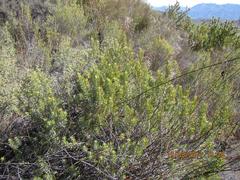 Aspalathus burchelliana