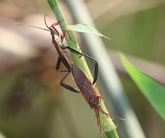 Notobitus sexguttatus