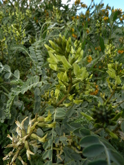 Astragalus lentiginosus nigricalycis