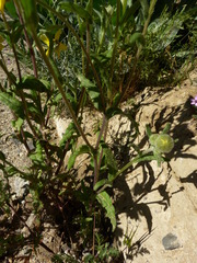 Monolopia lanceolata