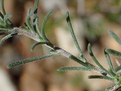 Felicia hirsuta