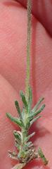 Felicia hirsuta