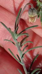 Felicia hirsuta