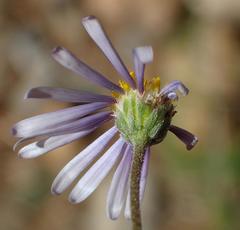 Felicia hirsuta