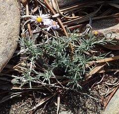 Felicia hirsuta
