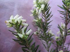 Erica caffra caffra