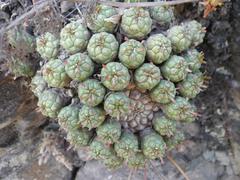 Anthacanthae