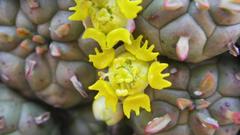 Anthacanthae