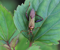 Cloresmus pulchellus